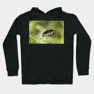 Black Swallowtail Hoodie